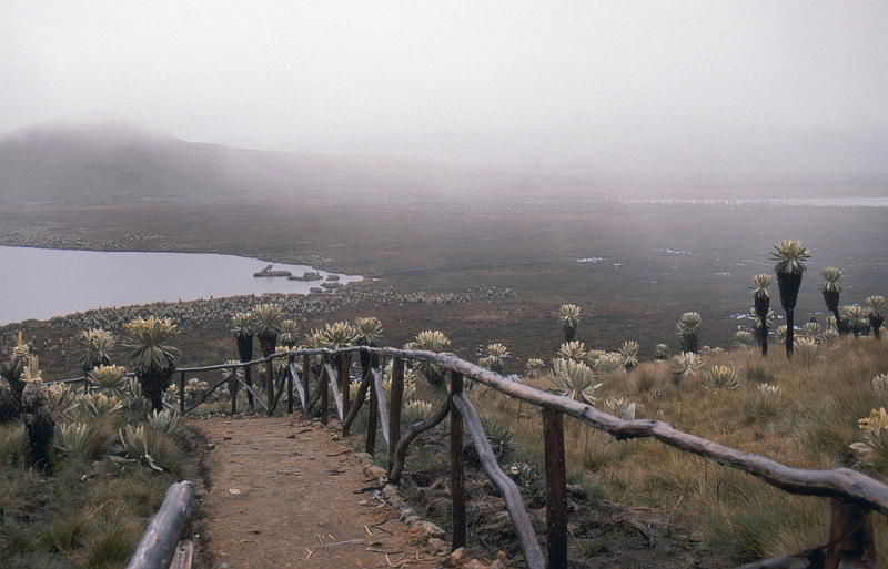 525_Paramo El Angel (3600 m) in de wolken.jpg